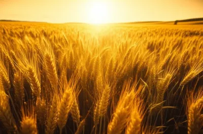 Hình ảnh minh họa ks - Ảnh 1