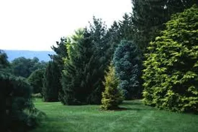 Illustration conifer - Image 2