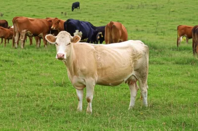 Illustration farrow - Image 1