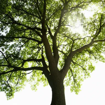 Illustration branches - Image 1