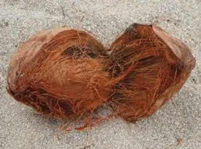 Illustration fiber - Image 2