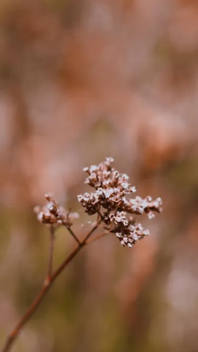 Illustration umbellifer - Image 2
