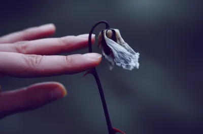 Illustration prick - Image 1