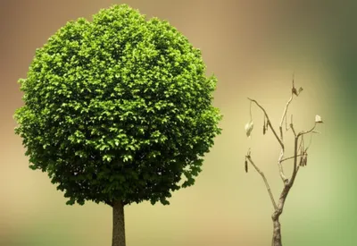 Illustration aplasia