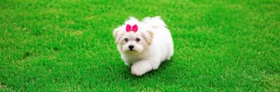 Illustration minced - Image 1