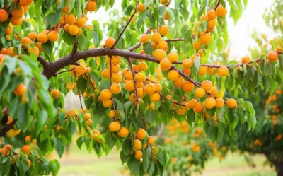 Illustration apricots - Image 1
