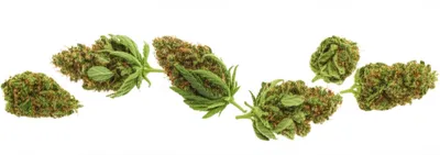 Hình ảnh minh họa string - Ảnh 1