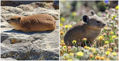 Illustration coney - Image 1