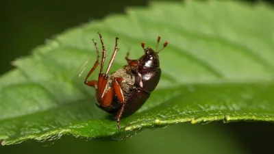 Illustration snappers - Image 1