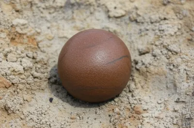 Illustration bonny - Image 1