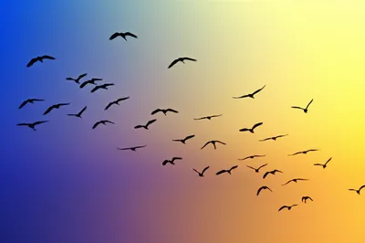 Illustration migrate - Image 1