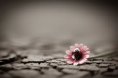 Illustration pity - Image 1