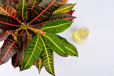 Illustration croton - Image 1