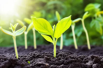 Illustration breeding - Image 1