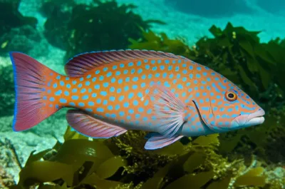 Illustration spotty - Image 1