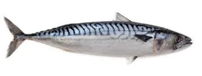 Illustration mackerel - Image 2