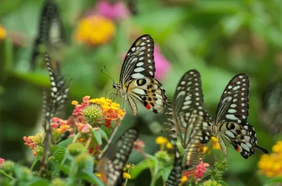 Illustration sergeant - Image 1