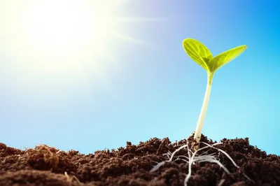 Illustration coming - Image 1