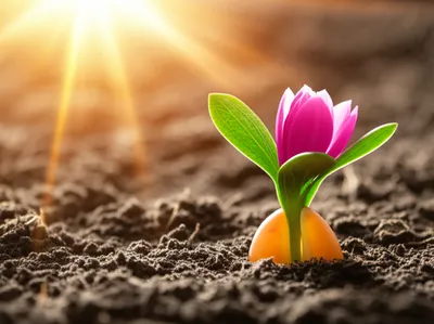 Hình ảnh minh họa begot - Ảnh 1