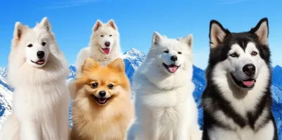 Illustration spitzes