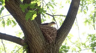 Illustration lodgment - Image 1