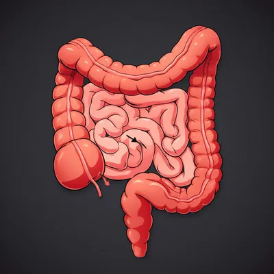 Illustration intestines - Image 1