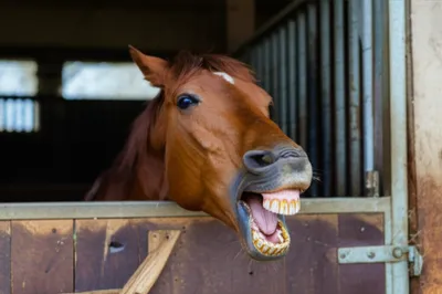 Illustration cribbing - Image 1