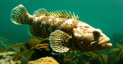 Illustration cabezon - Image 1