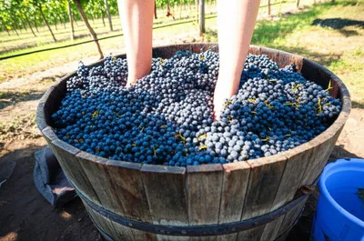 Illustration vat - Image 1