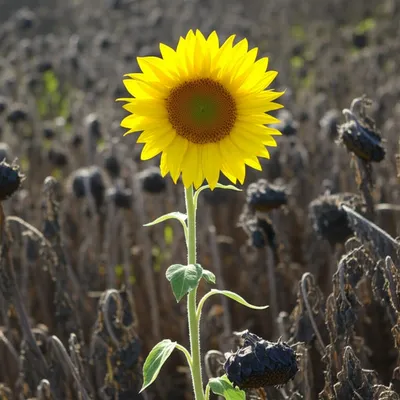 Illustration effectual