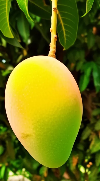 Illustration ripen - Image 1