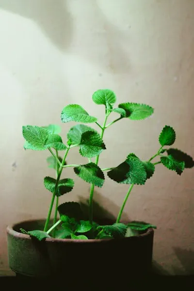 Illustration oregano - Image 2