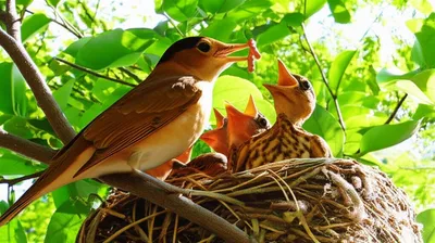Hình ảnh minh họa feeder