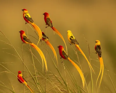 Illustration bishops - Image 1