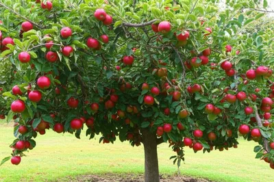 Illustration apple - Image 1