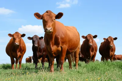 Illustration steers - Image 1