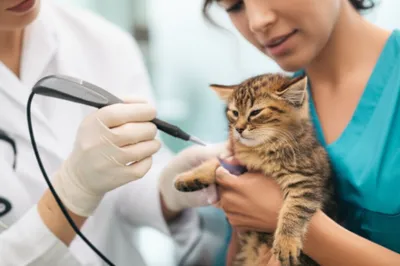 Illustration chipped - Image 1