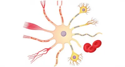 Illustration pluripotent
