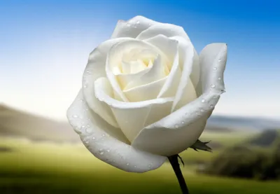 Illustration perfection - Image 1