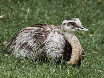 Illustration rhea - Image 2