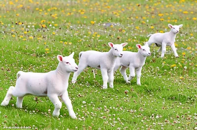 Illustration capering - Image 1