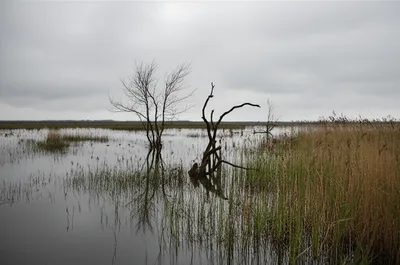 Illustration morass - Image 1