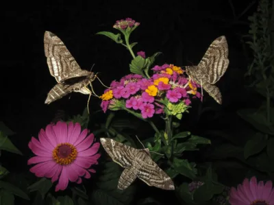 Illustration brocade - Image 1