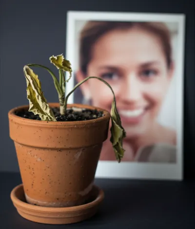 Illustration cabbages - Image 1