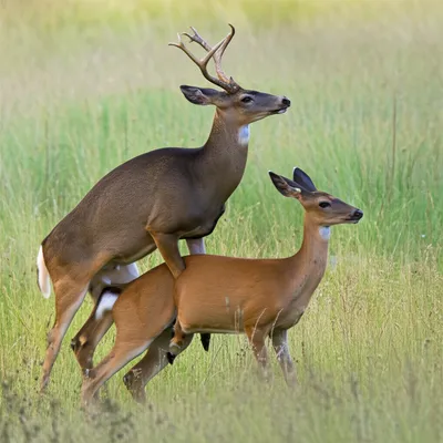 Illustration buck - Image 1