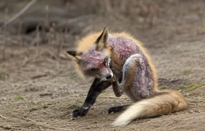 Illustration mangy - Image 1