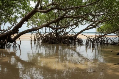 Illustration mangrove - Image 1