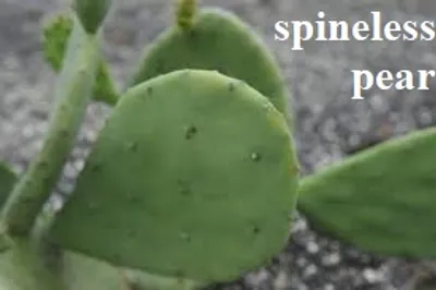 Illustration spineless - Image 2