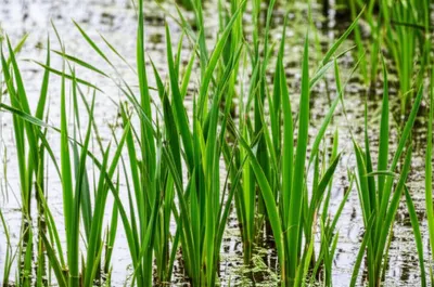 Illustration sedge - Image 1