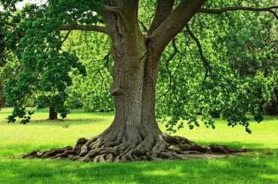 Illustration girds - Image 1